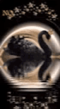 a black swan is reflected in a glass ball in the water .