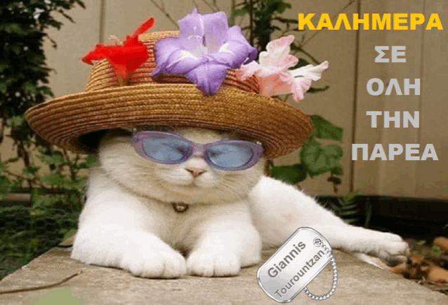 a white cat wearing a straw hat and sunglasses has a tag that says giannis touroutzan on it