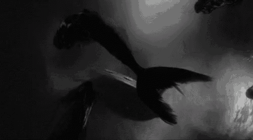 it is a black and white photo of a mermaid swimming in the water .