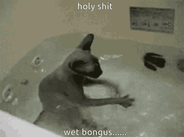 a cat is taking a bath in a bathtub with the words holy shit wet bongus