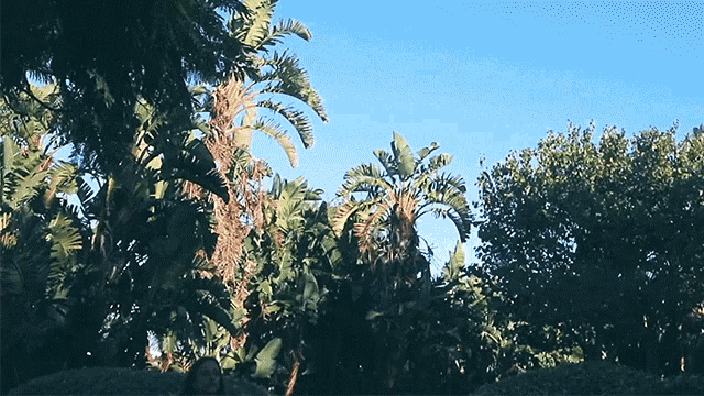 a lush green forest with palm trees and a blue sky in the background