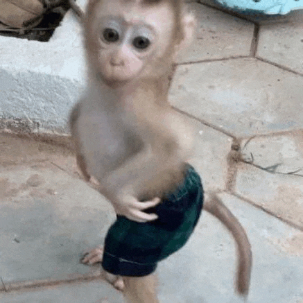 a baby monkey is wearing shorts and standing on its hind legs .