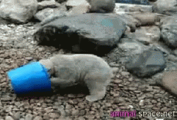 Polar Bear GIF - Bucket GIFs