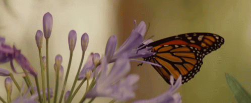 Butterfly Fly Away GIF - Butterfly Fly Away Pollination GIFs