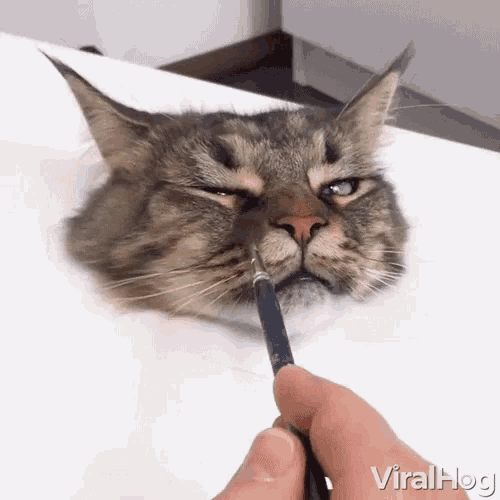 Viral Hog Viral Hog Videos GIF - Viral Hog Viral Hog Videos Three D Painting Of A Cat GIFs