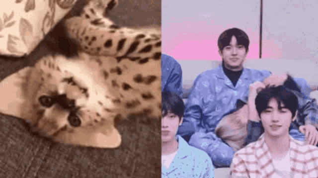 a kitten is laying on a couch next to a group of men .