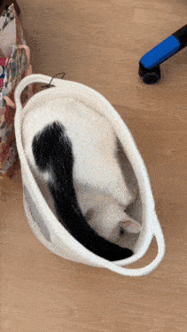 a black and white cat laying in a basket