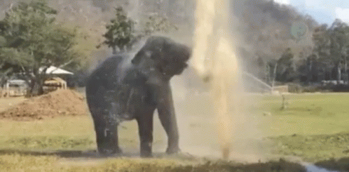 Cool Off GIF - Elephant Water Play GIFs
