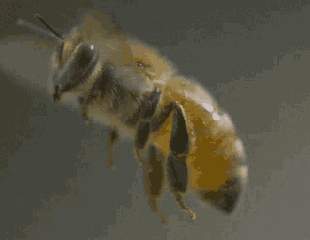 a close up of a bee 's face and wings