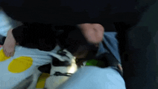 a person is laying on a bed with a dog in their lap .