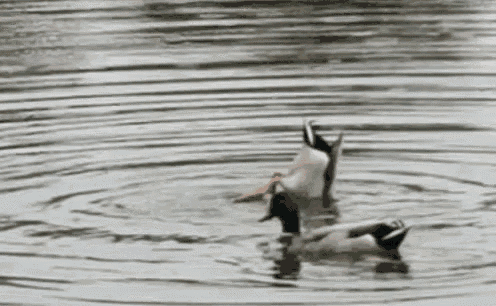 two ducks are swimming in a lake with their heads in the water .