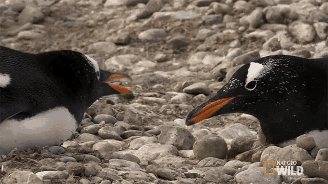 Mouth Open World Penguin Day GIF