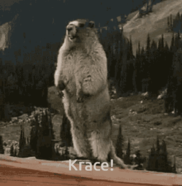 a ground squirrel is standing on its hind legs with the words krace written below it