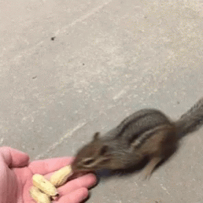 Chipmunk Eating GIF - Chipmunk Eating Nuts GIFs