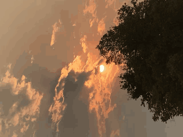 the sun is shining through the clouds and a tree is in the foreground