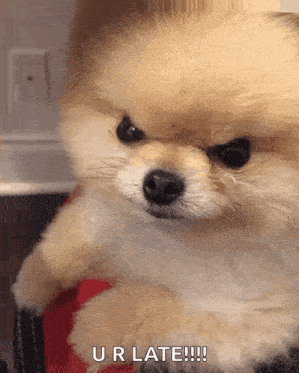 a pomeranian puppy is sitting on a person 's lap and says ur late !!!