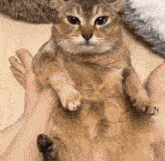 a cat is being held by a person 's hands .