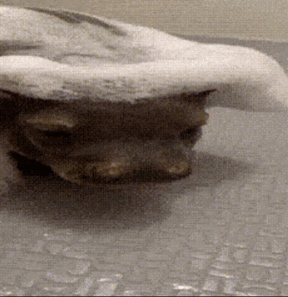a cat is laying in a bathtub with foam on it 's head .