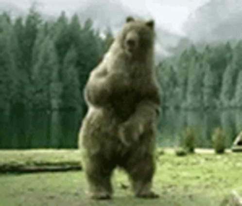 Bear Cute GIF - Bear Cute Dancing GIFs