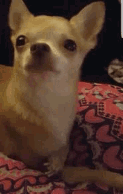 a small chihuahua dog is laying on a blanket on a bed .