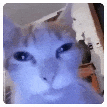 a close up of a cat 's face with a blue light shining on it .