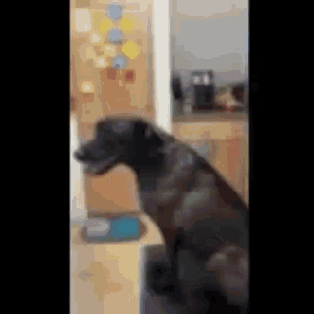 a black dog is sitting on a stool in front of a refrigerator .