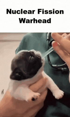 a pug puppy is getting a nuclear fission warhead shot