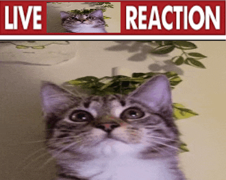 a picture of a cat and a sign that says " live reaction "
