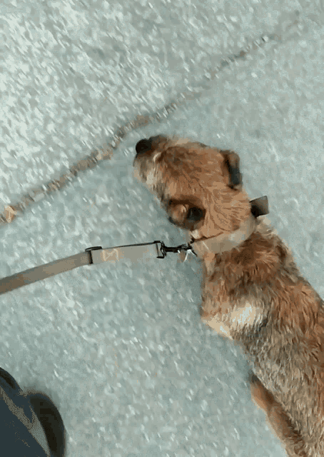 a brown dog on a leash with a collar that has the letter b on it
