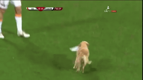 They Just Love Him So Much! GIF - Animals Dogs Soccer GIFs
