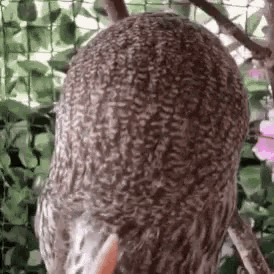Owl What Is It GIF