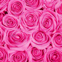a bunch of pink roses are laying on a table