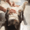 a person is petting a cat on its back on a table .