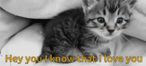 Cat Hey There GIF - Cat Hey There I Know That GIFs
