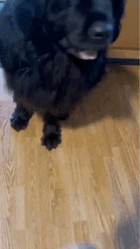 a black dog is standing on a wooden floor and looking at the camera .