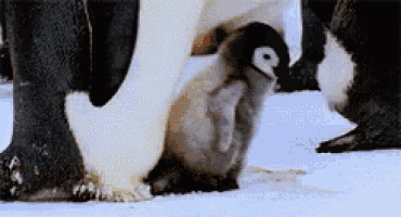 a baby penguin is standing in the snow looking at the camera