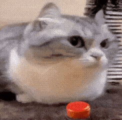 a cat is laying on the floor looking at a red button .