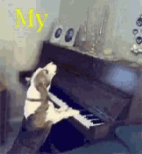 a dog is standing on its hind legs playing a piano