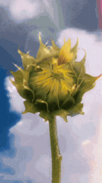 a close up of a sunflower bud with a blue sky in the background