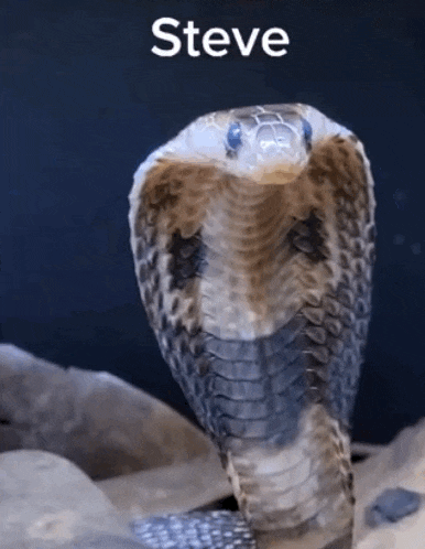 a snake with the name steve on the bottom