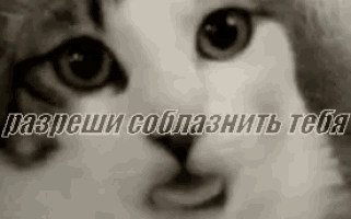 a close up of a cat 's face with the words in russian on the bottom