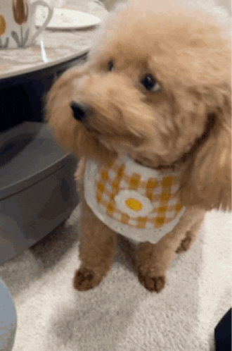 a small brown poodle wearing a yellow and white bib is standing on its hind legs on the floor .