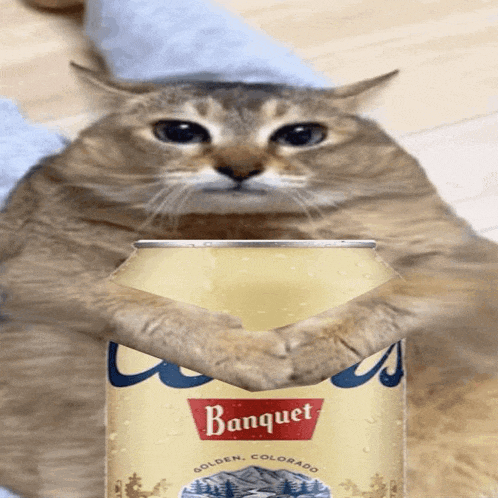 a cat holding a can of banquet golden colorado beer