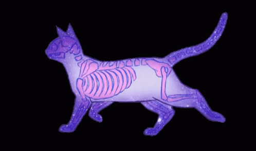 Galaxy Cat X Ray GIF - Galaxy Cat X Ray Cute GIFs