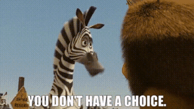 a zebra and a bear are looking at each other with the words " you don t have a choice " above them