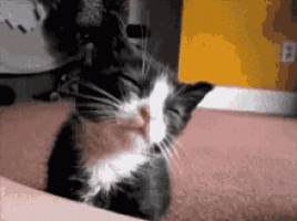 a black and white cat is sitting on a pink carpet with its eyes closed