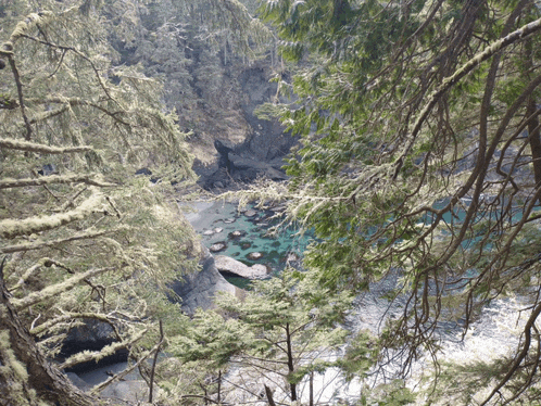 a view of a body of water through a dense forest