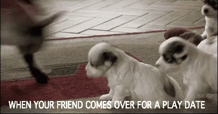 When Your Friend Comes Over For A Play Date GIF - Play Date When Your Friend Comes Over For A Play Date Puppy GIFs