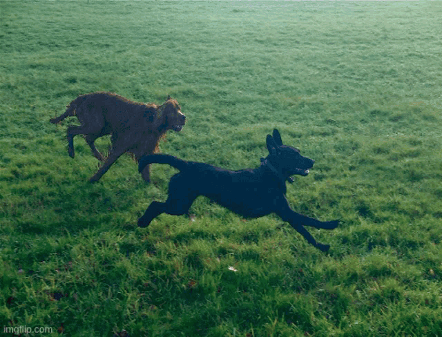 two dogs running in a grassy field with imgflip.com in the bottom right corner