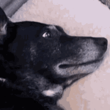 a close up of a black dog laying down on a blanket
